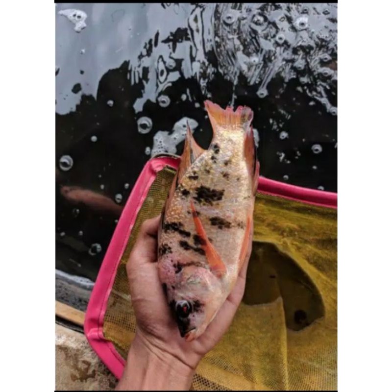 

indukan nila merah Bangkok1 pasang