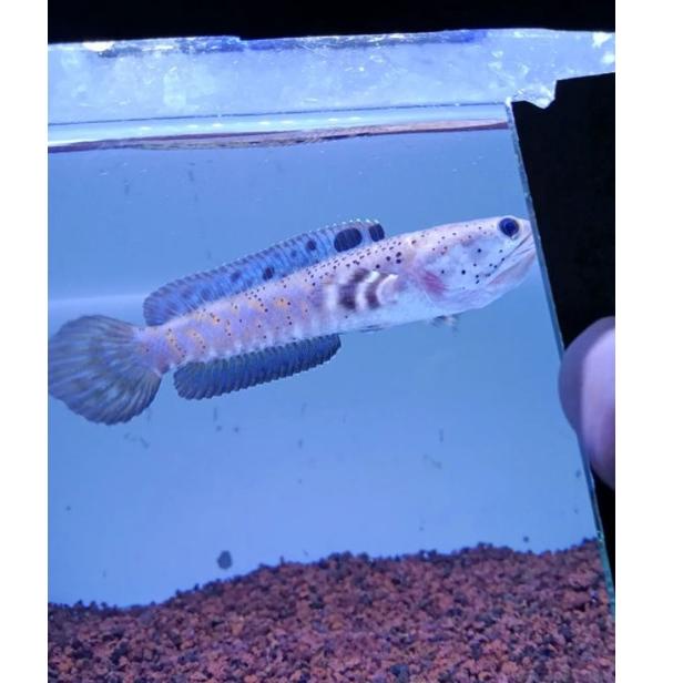MurrrMerrr |
PnI Channa blue pulchra 10-12 cm flaring predator fish |Koleksi@saat@ini