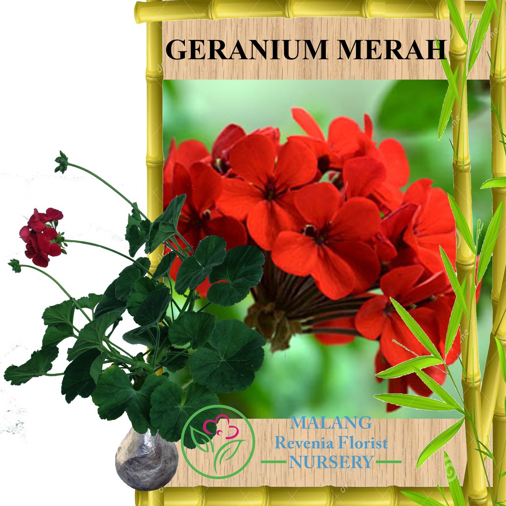 Tanaman Geranium Merah