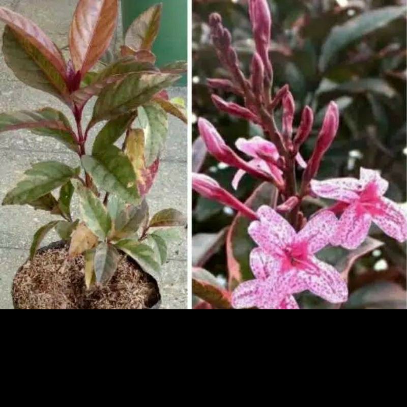 Melati Jepang Merah Varigata