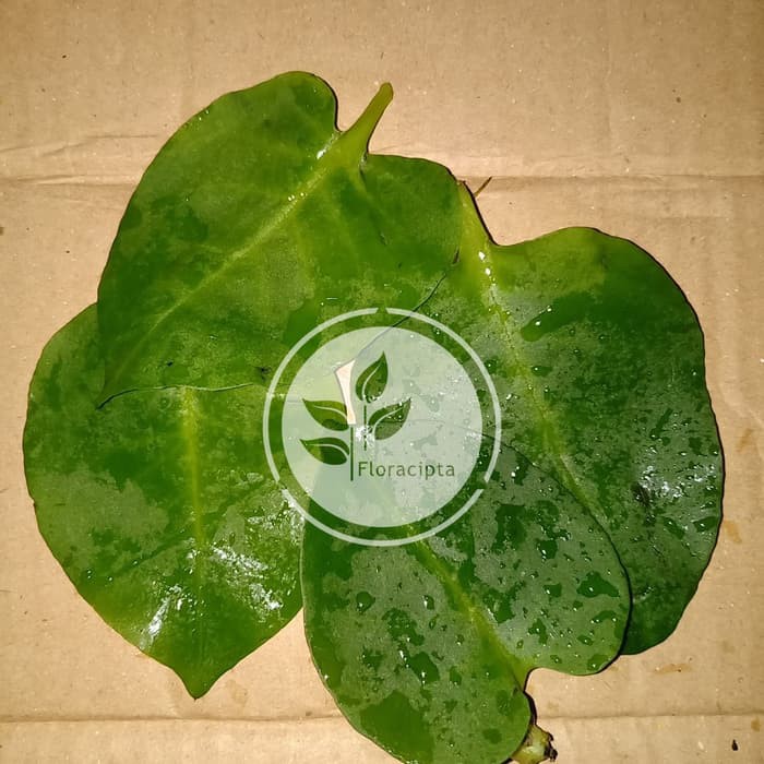 

Daun Binahong Segar 500gram Daun Binahong Hijau Daun Binahong Putih