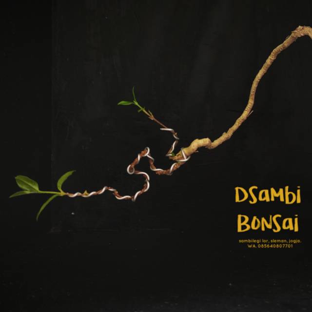 dsambi_bonsai