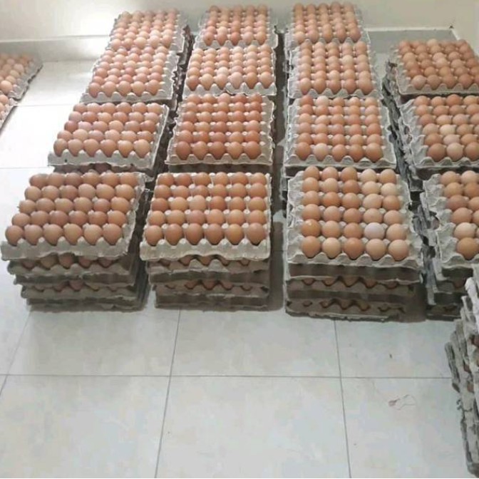 

Telur Ayam Fresh