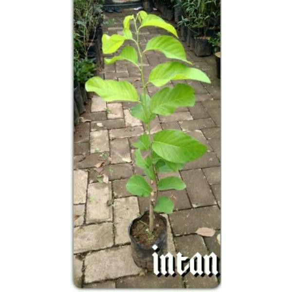 N3W BIBIT TANAMAN BUAH SRIKAYA JUMBO F6L