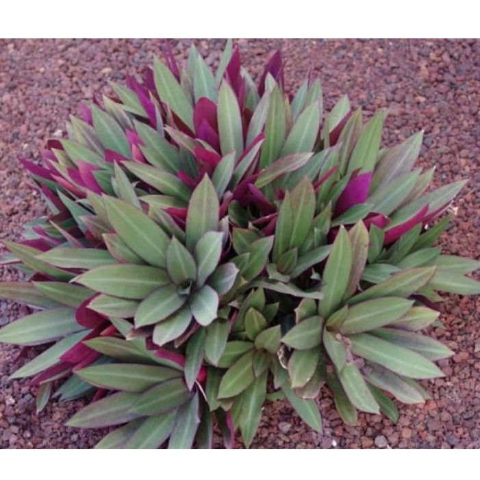 Tanaman hias adam hawa hijau ungu - adam hawa - tanaman hias