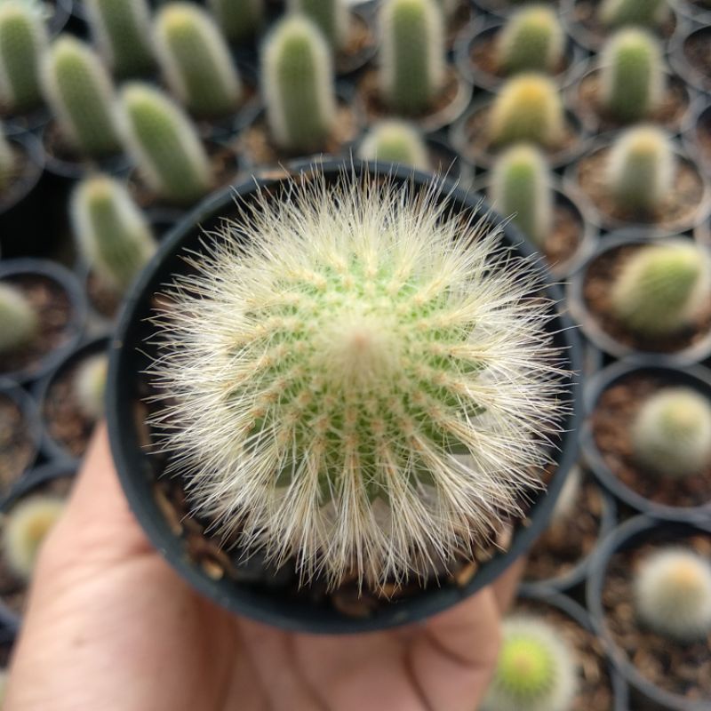 Cleistocactus Colademonosis | DP 10cm