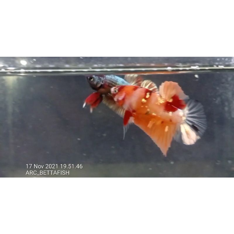 betta cupang plakat nemo copper gold size m- real video