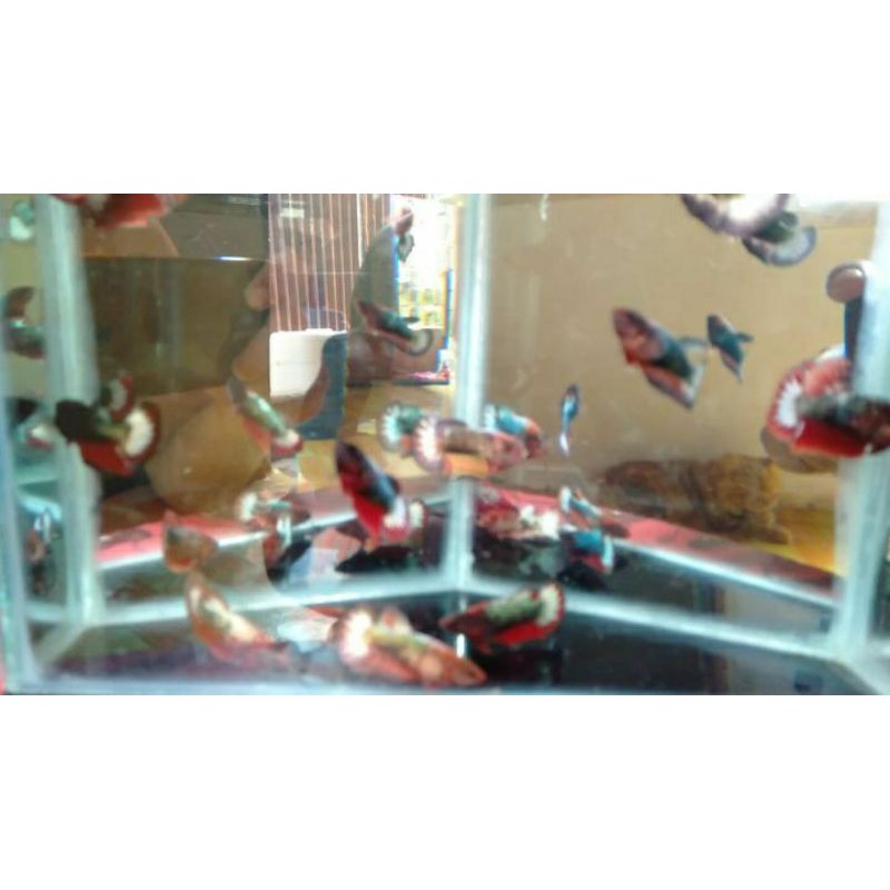 female/betina fccp(fancy cooper) TERMURAH..