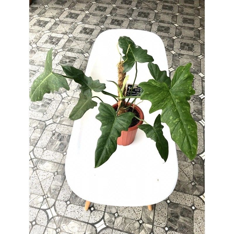 Philo Lime Fiddle bukan philo Dragon Varigata