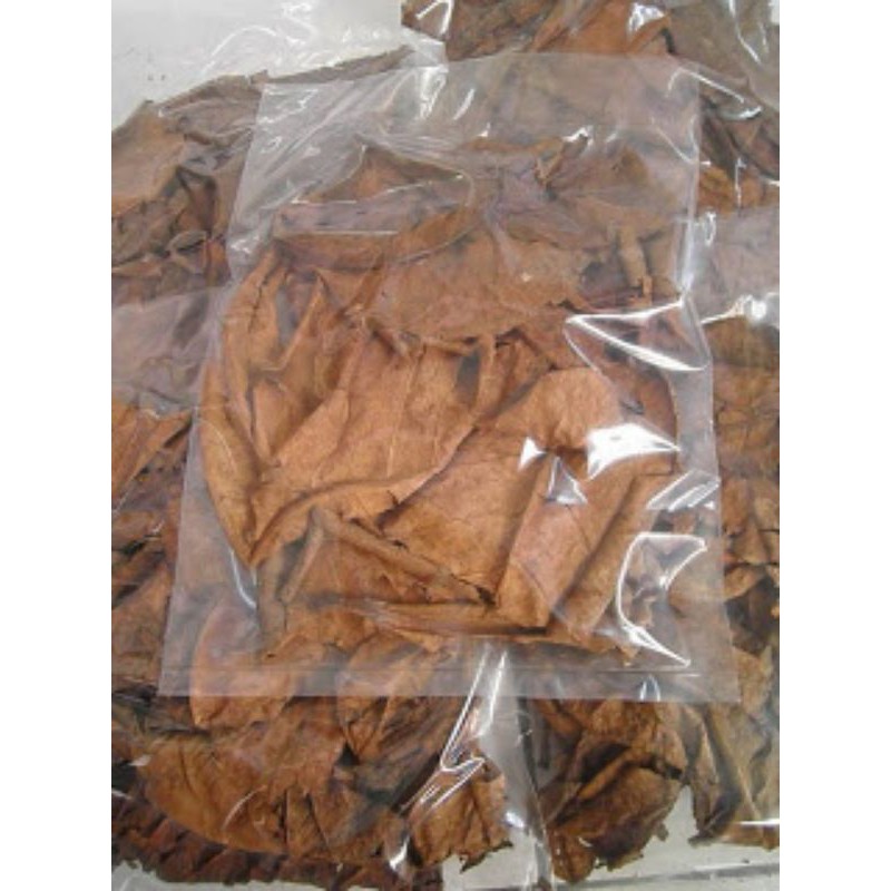 Daun ketapang pencerah warna ikan cupang/obat herbal ikan cupang