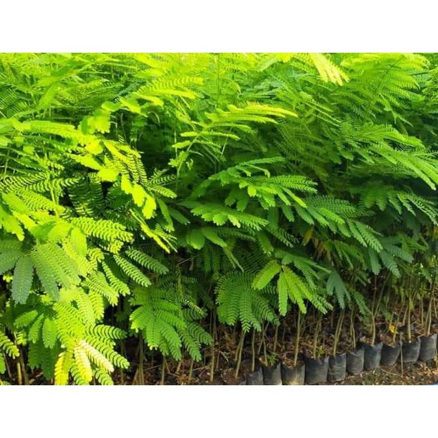 Bibit Pohon Sengon Laut