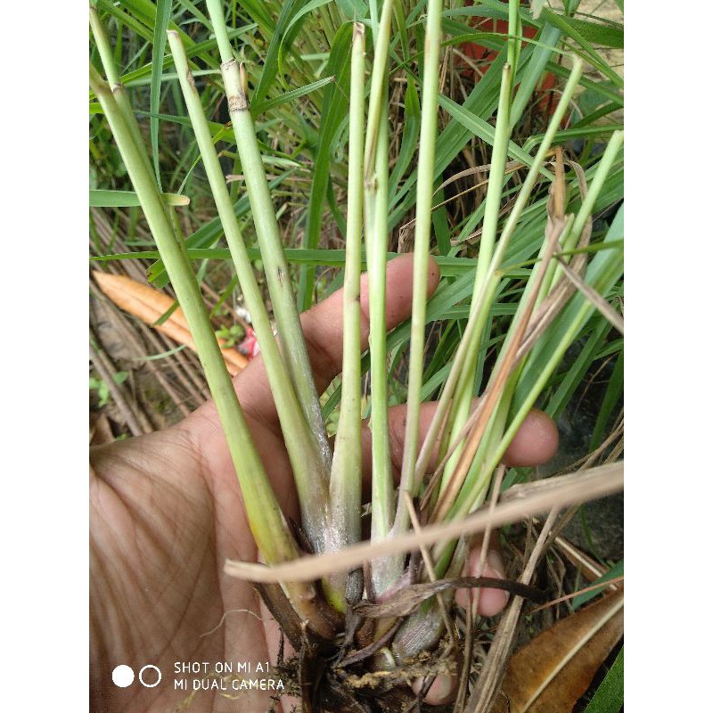 

Tanaman Serai sereh bumbu masak fresh segar samarinda
