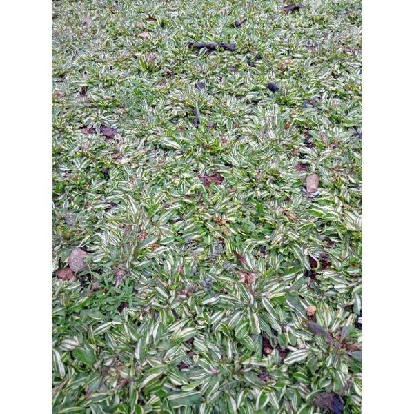 rumput gajah mini varigata