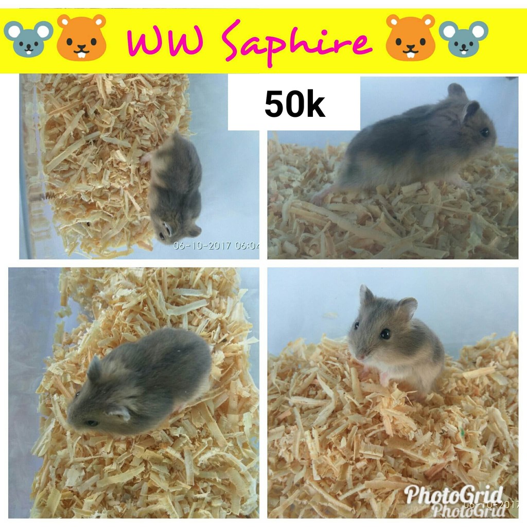 Hamster Winter White Saphire