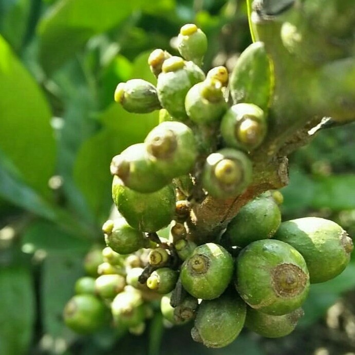 

Kopi Liberika Pagar Alam