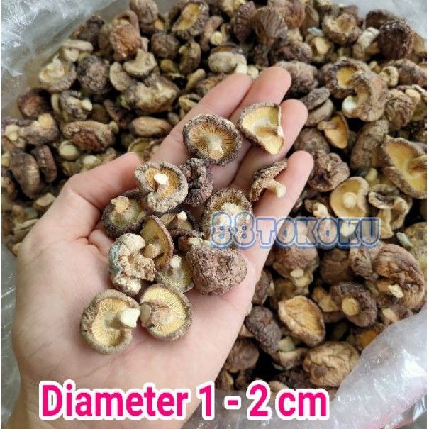 

Jamur shitake hioko biasa 1-2 cm (mini) 100gr