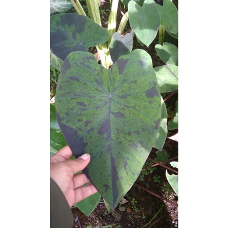 colocasia black marble
