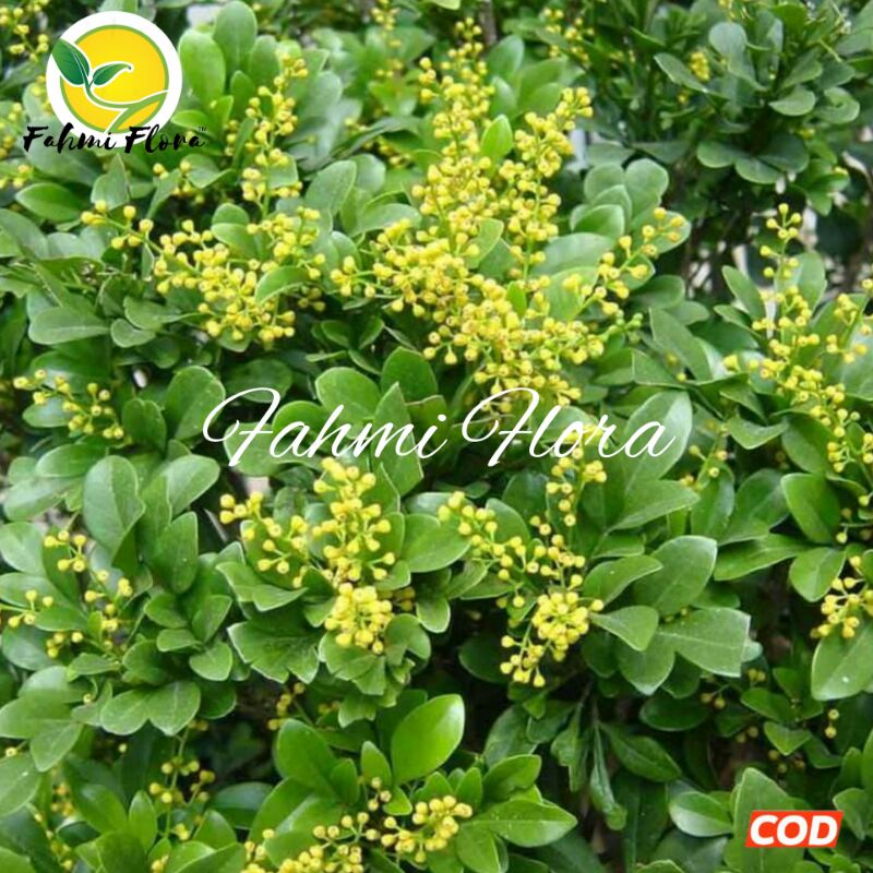 

Herbal DAUN Pacar cina 250 gram