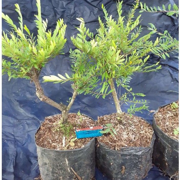 bahan bonsai cendrawasih size besar