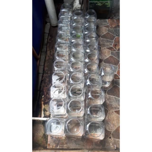 Jual Cupang Giant male Besgel dan Cello (line multicolour)