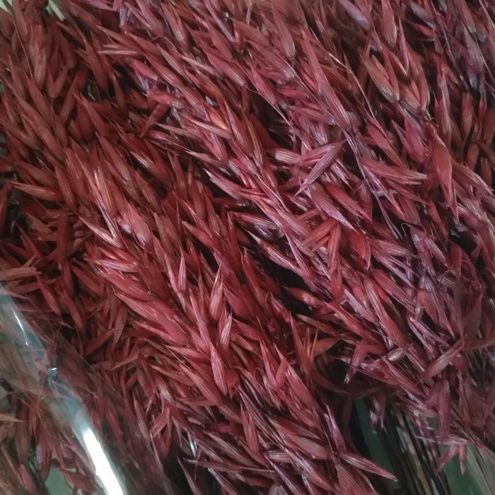 

Haver Avena Dried Grass Red 10 pcs / Bunga Oat Kering