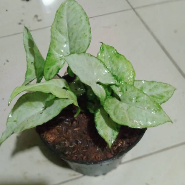 SYNGONIUM SUSU | KELADI SYNGONIUM PUTIH | TANAMAN HIAS SYNGONIUM PUTIH