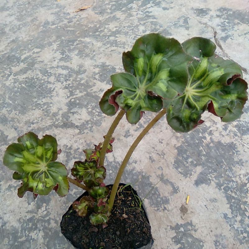 Begonia KUPING