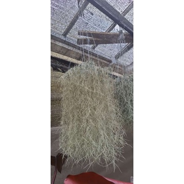 TANAMAN GANTUNG JENGGOT MUSA