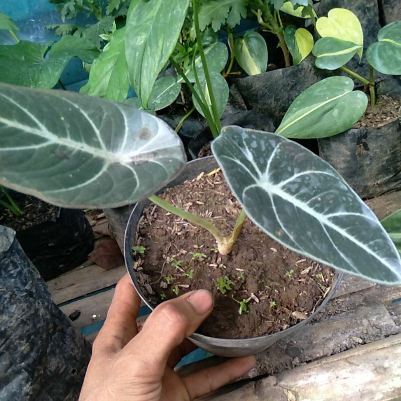 Alocasia black velvet 2 daun