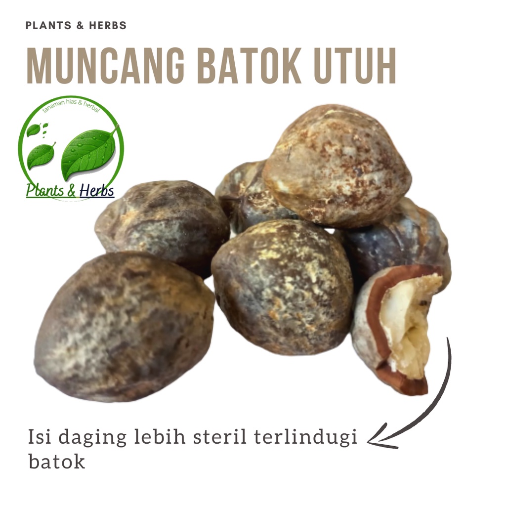 

Termurah Muncang Batok utuh - Biji Kemiri batok utuh 1kg