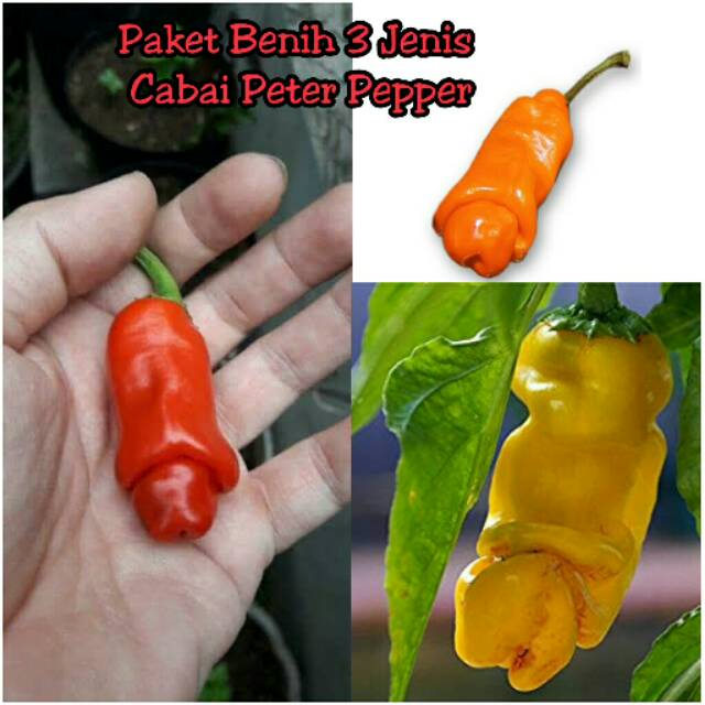 [ PROMO ] Paket Hemat Benih - Biji - Bibit 3 Jenis Cabe Hias Unik Nyentrik Cabai Peter Pepper