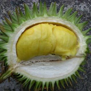 Download 560 Gambar Durian Daun  