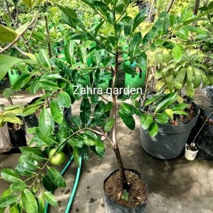 Bibit Black sapote berbuah