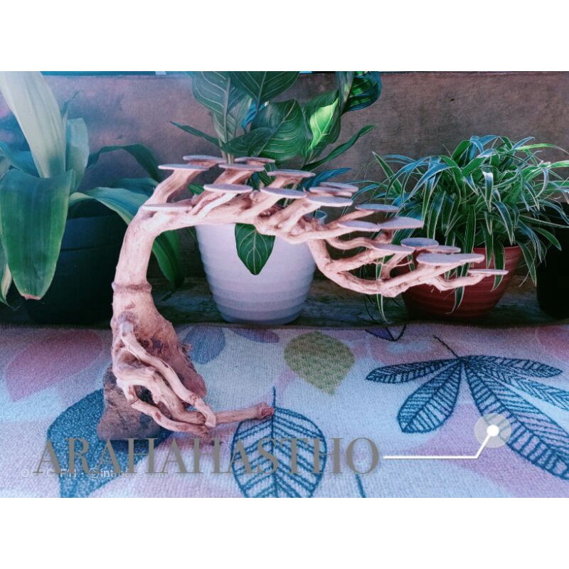 Bonsai Aquascape Doyong