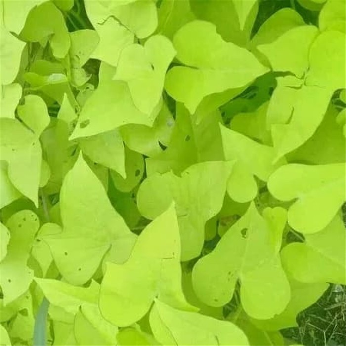 tanaman hias telo teloan ubi kuning jalar