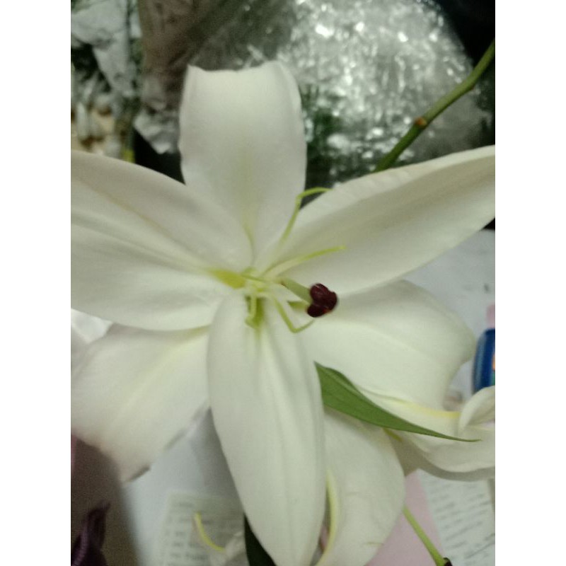 bunga Lily segar  5 tangkai/ bunga potong Lily fresh cantik