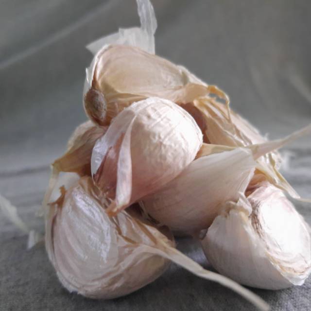 

Bawang kating