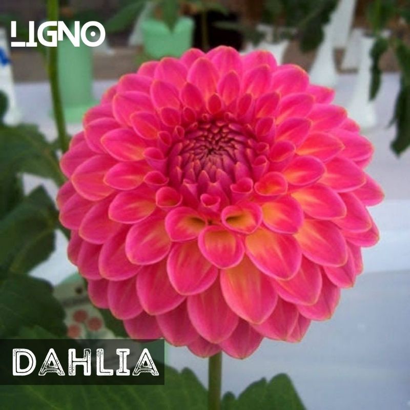 Benih DAHLIA PINK Biji Bibit Bunga