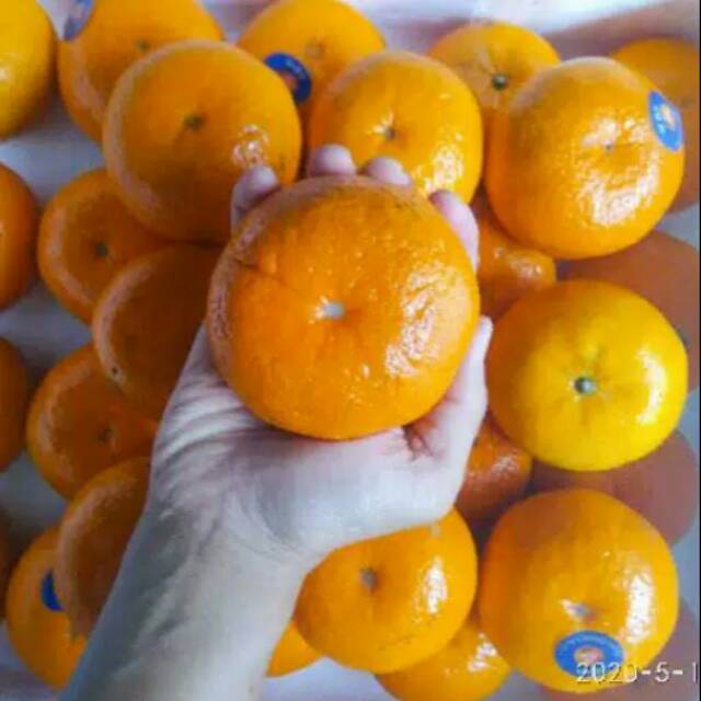 

Jeruk Wogan Manis Segar 500gr | Buah Import Premium | Rasa Manis & Segar