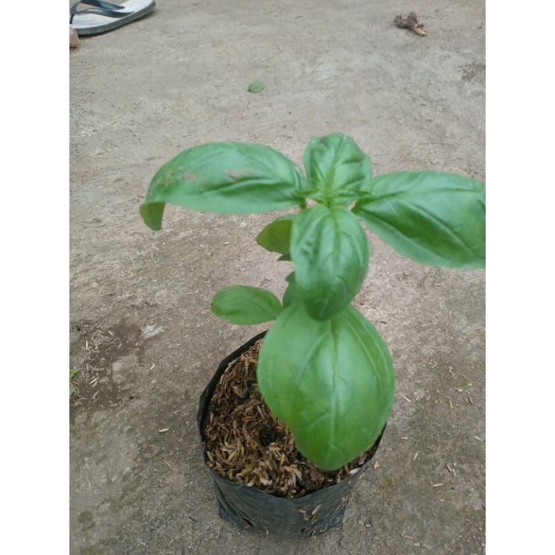 Tanaman sweet basil/basil