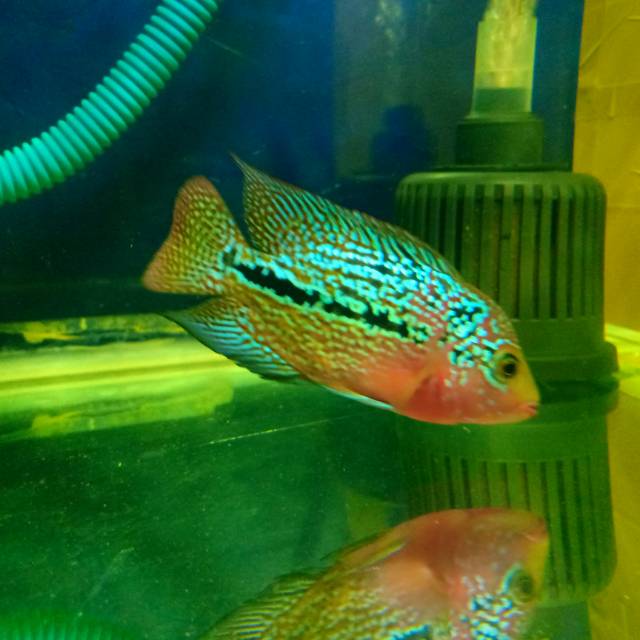 kamfa female mata putih