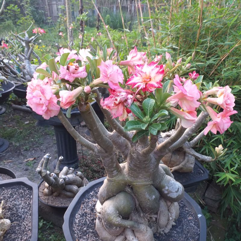 Adenium Bonggol Jumbo 2in1 Miss Perfect - Wealthy
