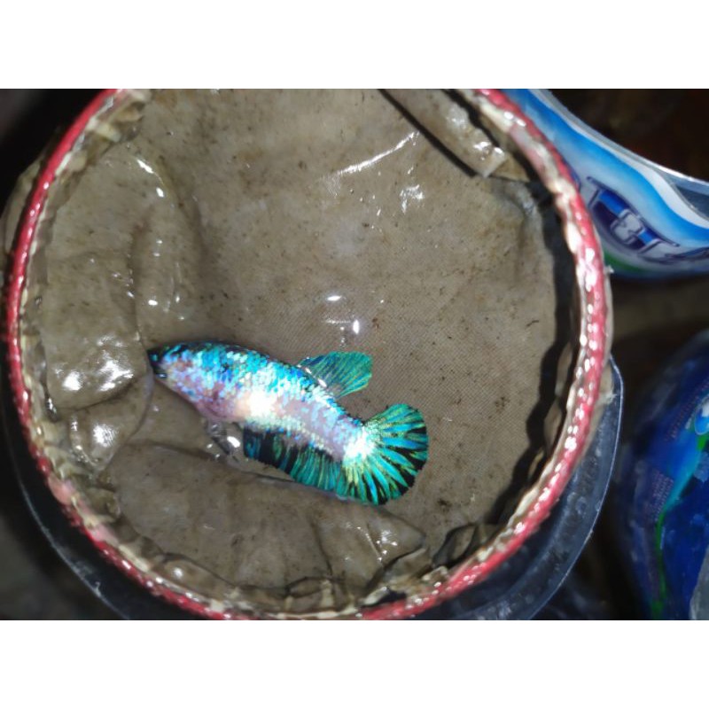 ikan cupang Male female koi galaxy
