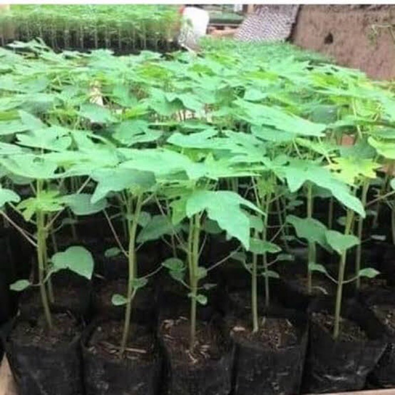 4 bibit pepaya calina dan california