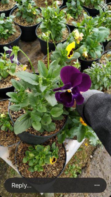 Pagar Tanamam Teralis Plastik 1x2 M