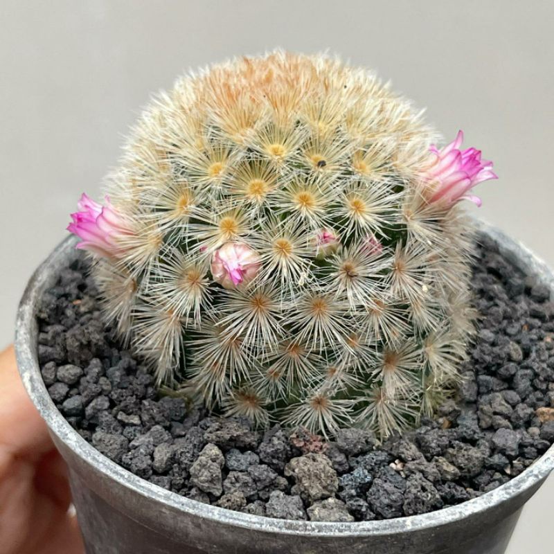 Kaktus Mammillaria Carmenae Merah Kuning