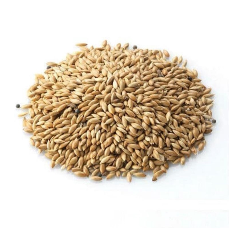 KENARI SEED 1kg ~Makanan Burung