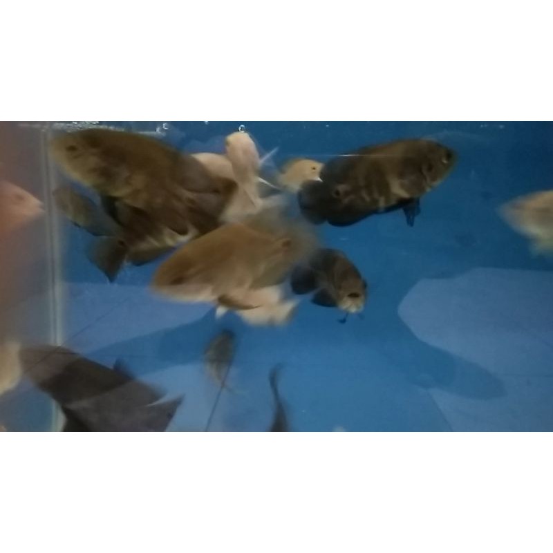 ikan Oscar Tiger batik