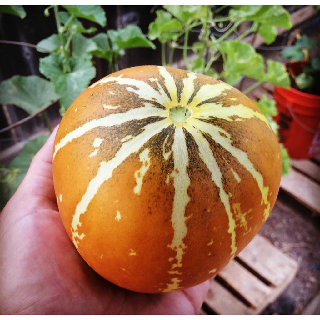 Benih Bibit Biji - Melon Thai Golden Round Cucumis melo Seeds - IMPORT