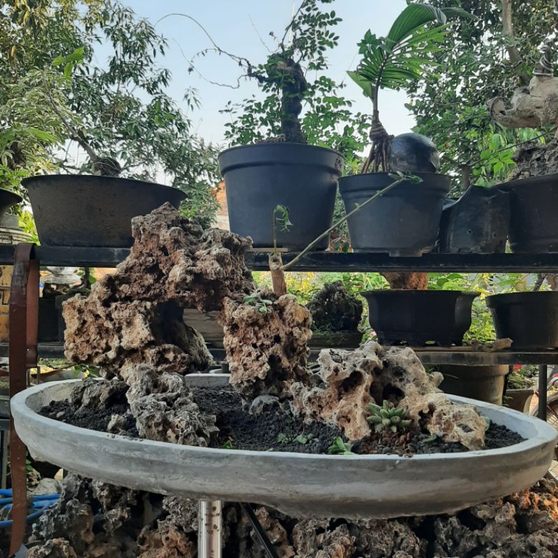 Batu karang bolong gunung aquascape, bonsai dan taman